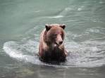 Urso dscansa no rio Chilkat, em Haines, no sudeste do Alaska